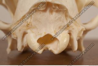 photo reference of skull 0038